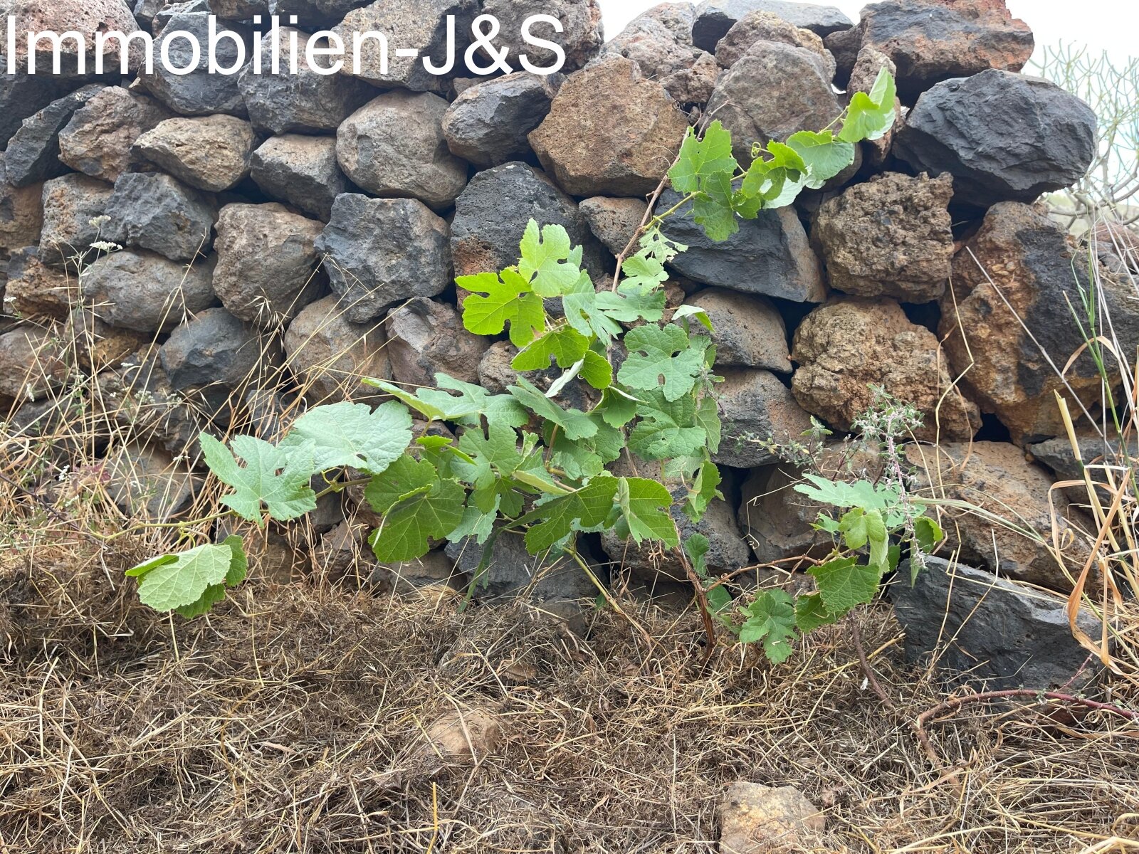Riesiges, rustikales Landstück mit 3 Gebäuden in Arona Pueblo