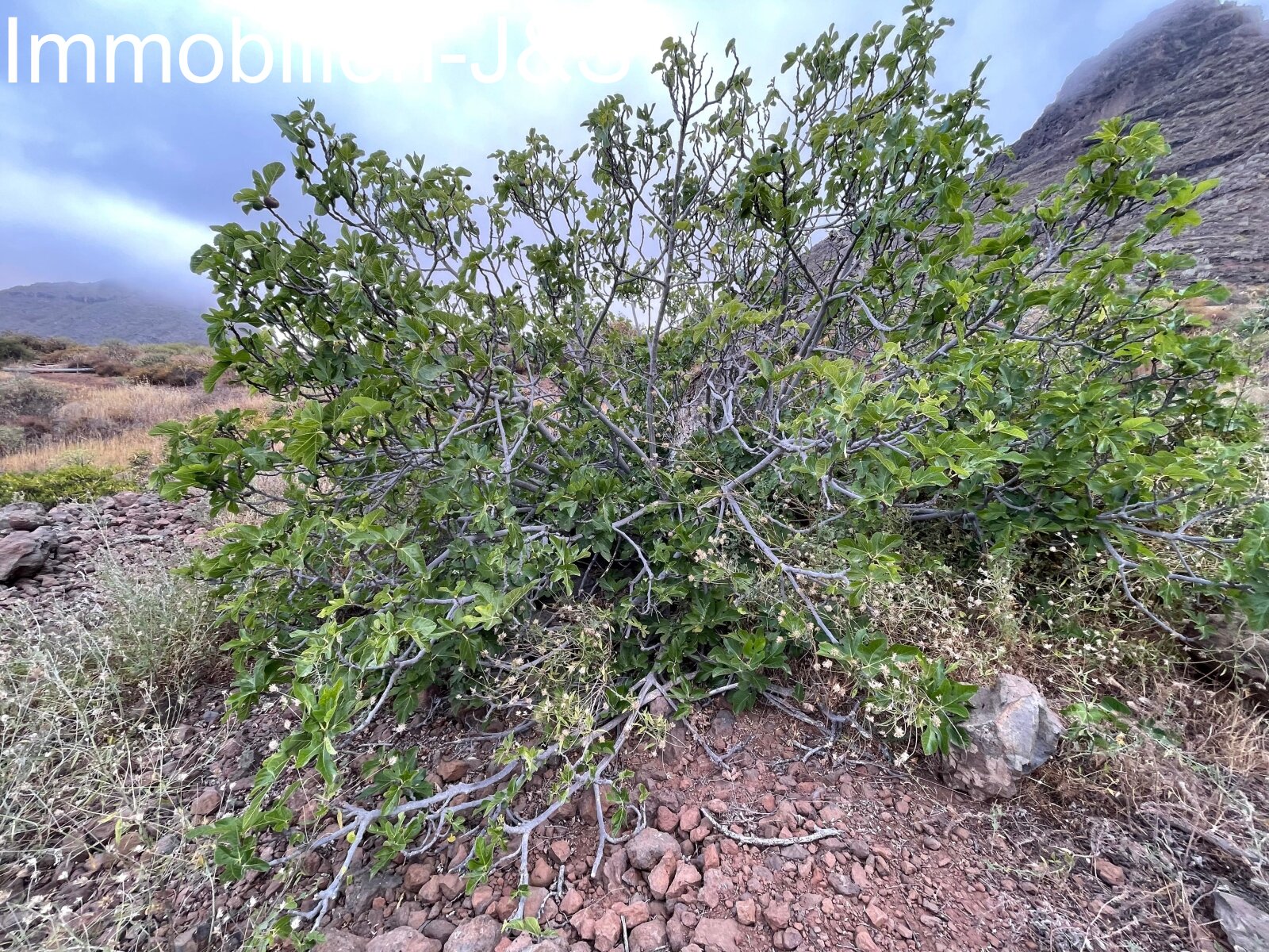 Huge rustic land with 3 buildings in Arona Pueblo