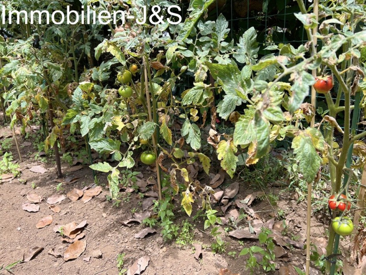 Tomato bushes