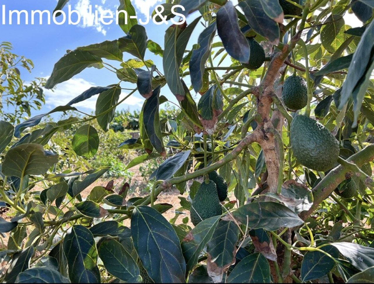 Jardín Jardín