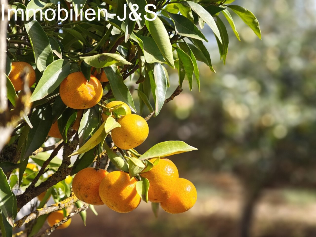 Jardín Jardín